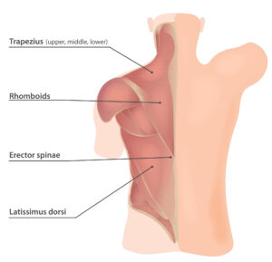 Upper back muscles