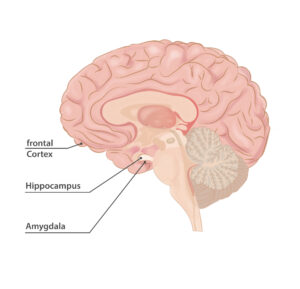 Frontal Cortex, hippocampus and amygdala