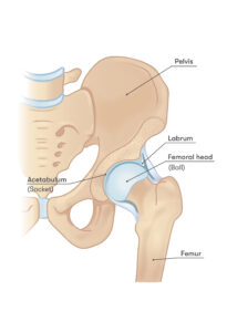 Hip anatomy