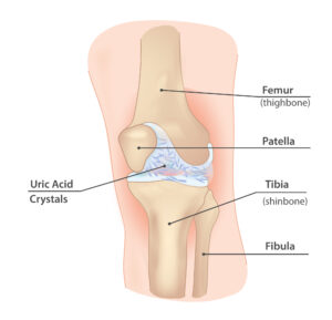 Healthy Knee Joint