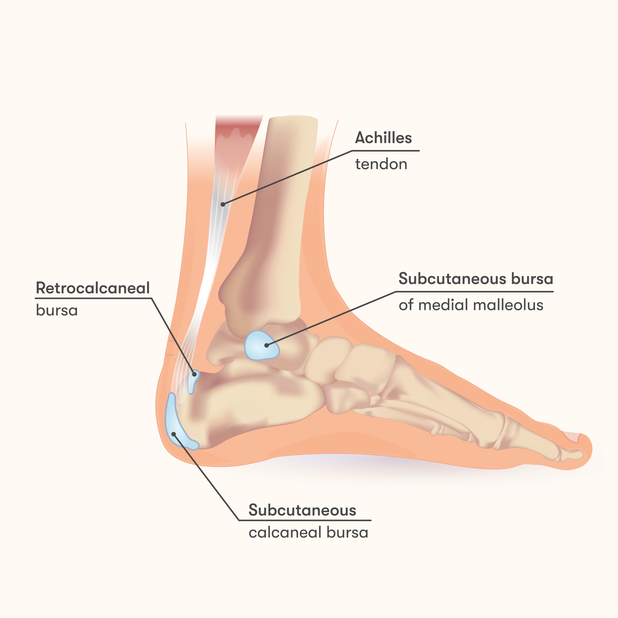 Bursae of the foot