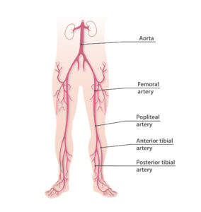 Femoral artery